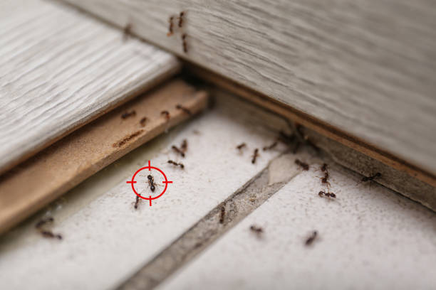 Best Pest Inspection Near Me  in Hidalgo, TX
