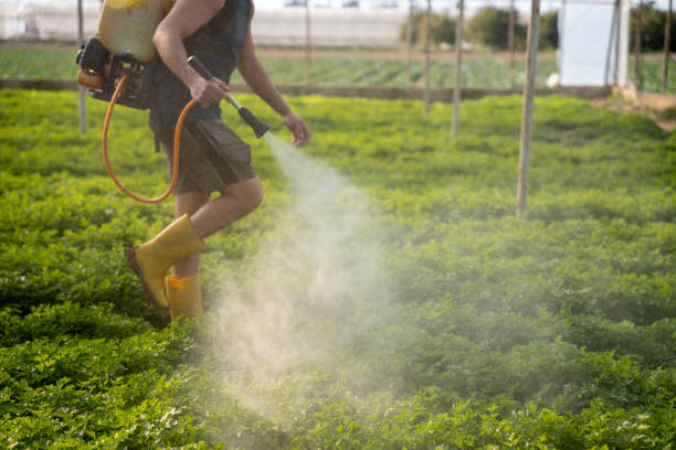Best Pest Control for Homes  in Hidalgo, TX