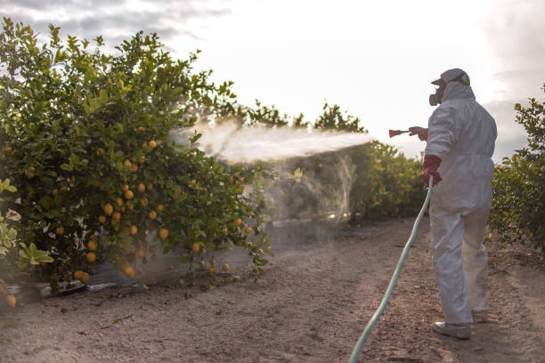 Best Spider Control Near Me  in Hidalgo, TX