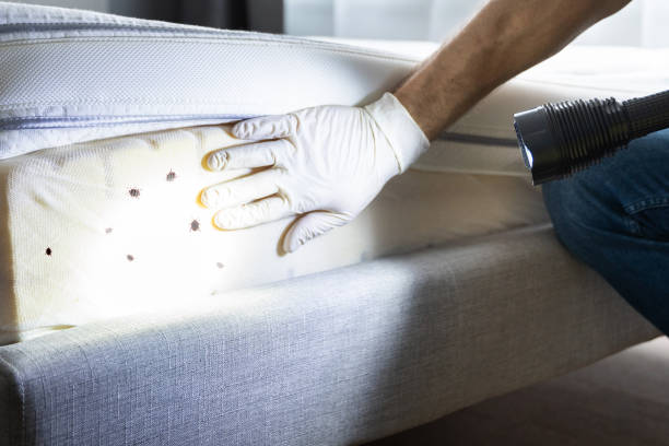 Best Termite Control Services  in Hidalgo, TX