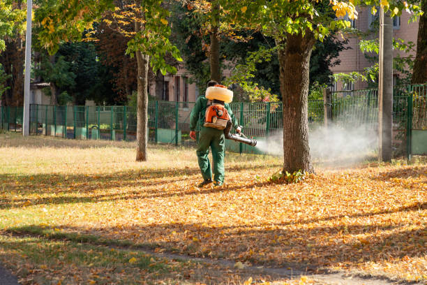 Best Flea Control Services  in Hidalgo, TX