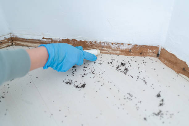 Best Exterminator Services  in Hidalgo, TX